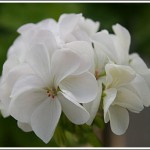 Odensjö White Lily