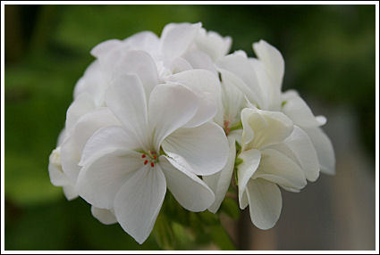 Odensjö White Lily