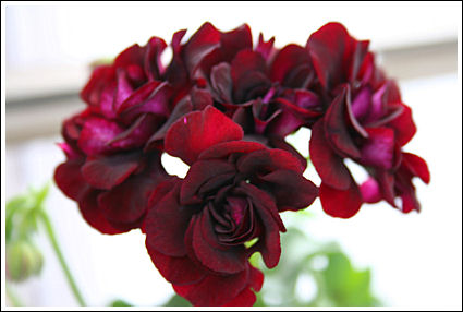 Royal Black Rose